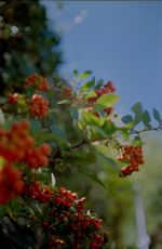 Rot-orangene Beeren an einem Strauch mit grünen Blättern vor unscharfem Hintergrund und blauem Himmel.